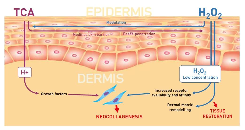 epidermis layer graph